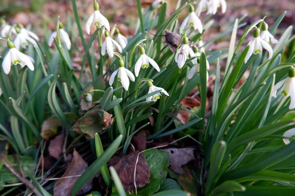 Gentle Delicate White Snowdrops Blooming Early Spring Garden Spider Flower — Stock Photo, Image