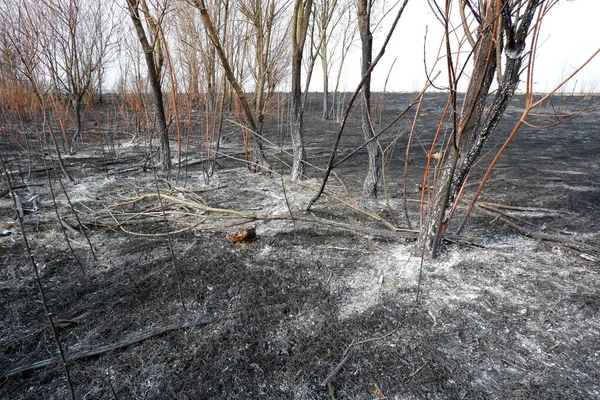 Naturaleza Quemada Después Incendio Forestal Bosque Quemado Hierba Imagen Desastre — Foto de Stock