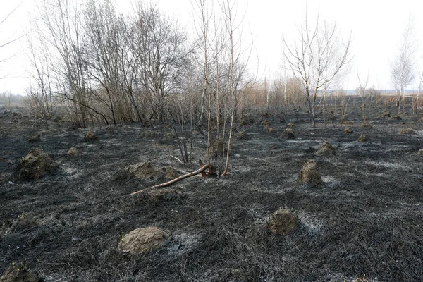 Bosque Quemado Imagen Incendio Forestal Hierba Proteger Tierra Salvar Naturaleza — Foto de Stock