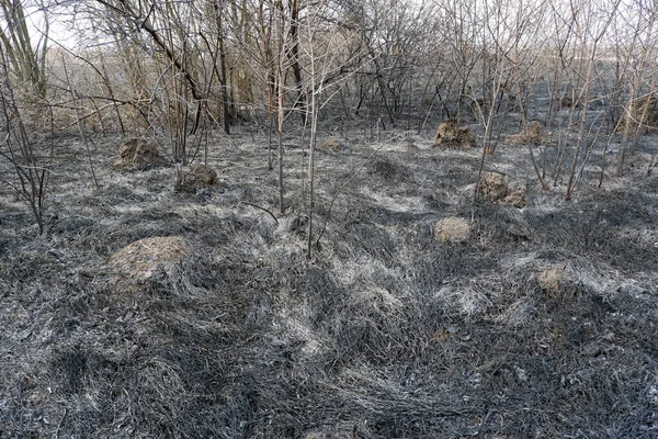 Cenizas Hierba Quemada Árboles Quemados Después Incendio Forestal Calentamiento Global — Foto de Stock