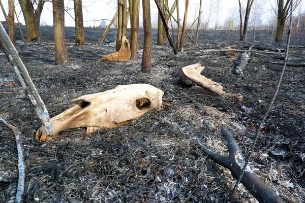 Huesos Animales Quemados Incendio Forestal Mandíbula Anf Cráneo Las Cenizas — Foto de Stock