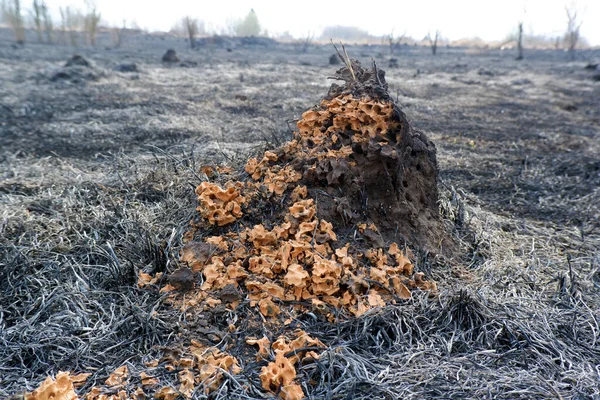 Molino Abandonado Arruinado Suelo Naranja Rodeado Cenizas Hierba Quemada Vista — Foto de Stock