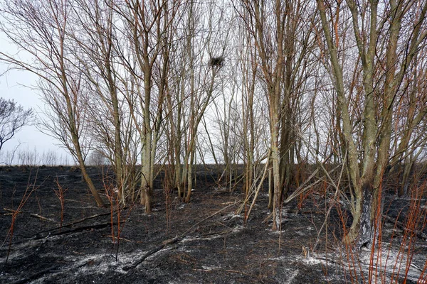 Abandoned birds nest among burnt trees and grass in the zone of natural disaster wildfire. Save birds, protect trees, conserve forests, save nature, global warming concep