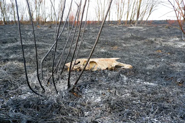 Cráneo Animal Muerto Incendio Forestal Sobre Cenizas Hierba Quemada Desastres — Foto de Stock