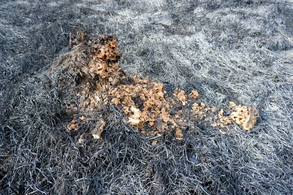 Broken Abandoned Anthill Orange Soil Surrounded Ashes Burnt Grass Wildfire — Stock Photo, Image