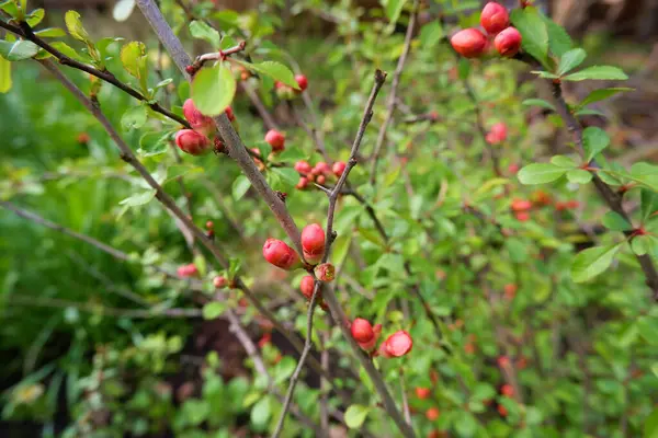 Бутоны Японской Айвы Chaenomeles Красные Цветы Ветвях Деревьев Весенний Макрос — стоковое фото