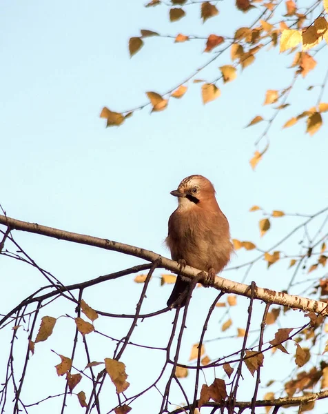 O pássaro senta-se em um ramo e olha em volta. A cor da gaiola funde-se com a cor da folhagem — Fotografia de Stock