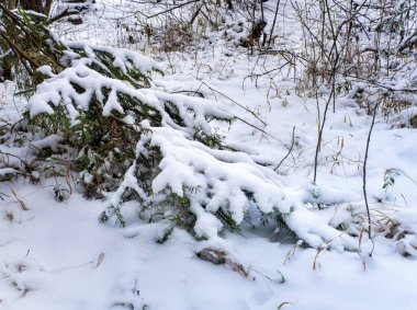 Karların ağırlığı altında, ladin dalı neredeyse yerde yatıyordu.