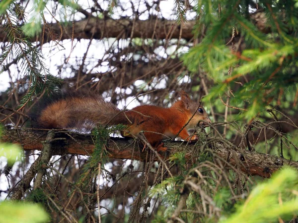 Een klein eekhoornjong klom op een dikke tak van sparren — Stockfoto