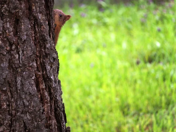 Das rothaarige Eichhörnchen-Jungtier versteckt sich hinter einem Baum — Stockfoto