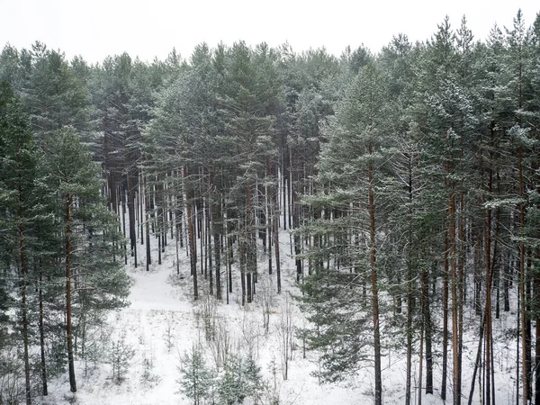 눈 위의 좁고 키가 큰 침엽수림. 겨울 숲의 배경 — 스톡 사진
