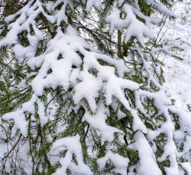 Karların altında büyük yeşil ladin dalları muhteşem bir kış ortamı yaratır. Noel arkaplanı