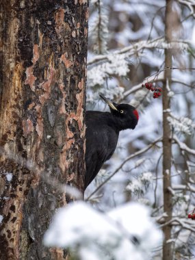 Büyük siyah bir ağaçkakan kuru bir çam ağacında oturur.