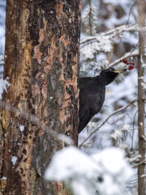 Kara ağaçkakan ile kış ormanı geçmişi