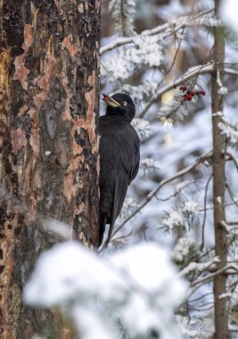 Kışlık kozalaklı ormandaki büyük siyah ağaçkakan. Gagasında Rowan meyvesi var.
