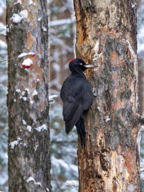 Kara ağaçkakan ile kış doğal arka planı