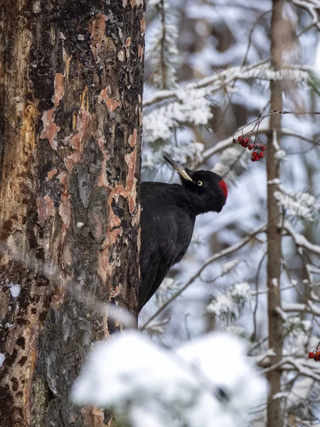 A large black woodpecker sits on a dry pine tree