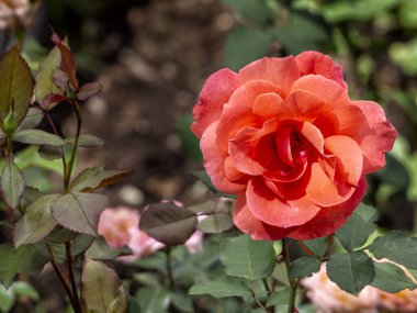 Yatay arka planda yaprakları olan güzel koyu pembe bir gül..