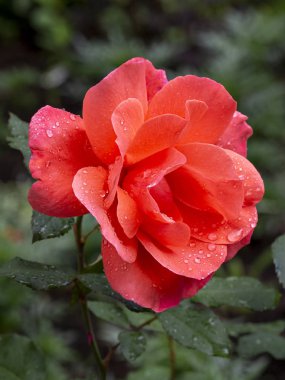 Yeşil dikey arkaplanda yağmur damlalarında gül çiçeği.