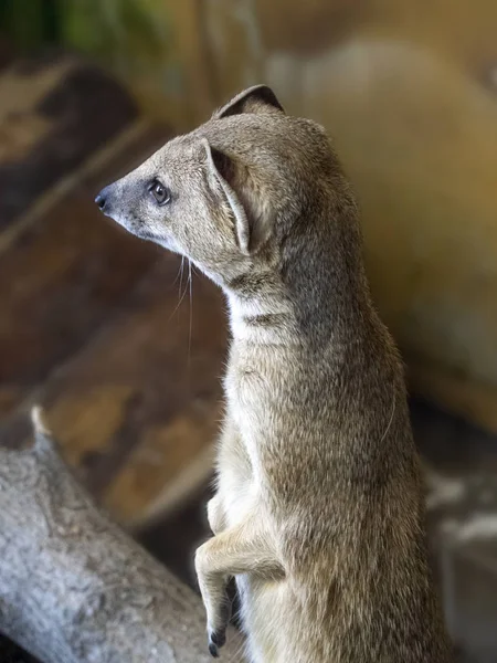 O mangusto ficou de pé em suas patas traseiras e está olhando para a frente com curiosidade . — Fotografia de Stock
