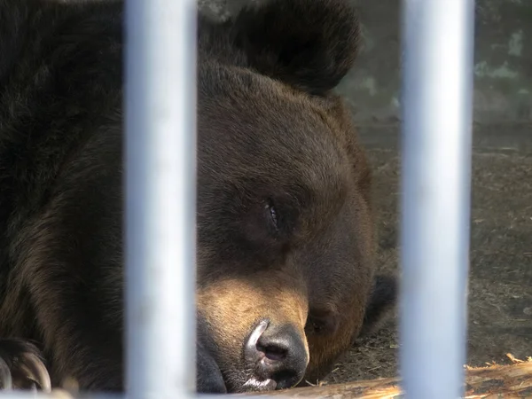Brown bear sleeps in a cage. Between the bars, the face of a predatory animal is visible.