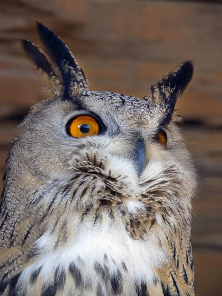 The eagle owl has bright orange eyes. Feathers stick out overhead like ears. — Stock Photo, Image