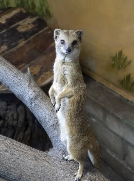 Den gula mungusen stod på bakbenen och sträckte sig ut till sin fulla höjd. Mongoose står på ett liggande träd. — Stockfoto