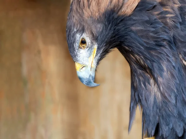 L'aigle doré inclina la tête et regarda vers le bas. Portrait d'un aigle royal gros plan . — Photo