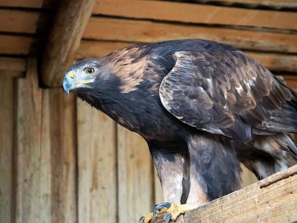 Águia dourada senta-se em uma plataforma de madeira. O olhar do pássaro é cauteloso . — Fotografia de Stock