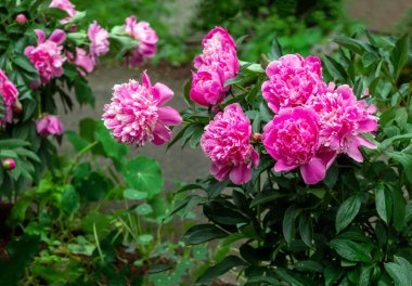 Yaprakların yeşil arka planında parlak pembe şakayıklar. Şakayıklar bahçede yetişir. Çiçek arkaplanı.
