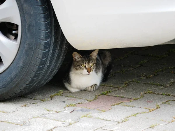 Güzel gri beyaz bir kedi arabanın altına saklandı ve rahatça gölgede oturdu..