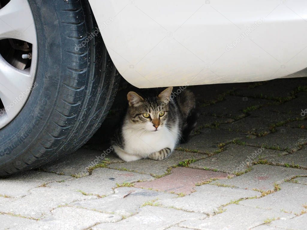 A beautiful gray-white cat hid under the car and comfortably sat there in the shade.