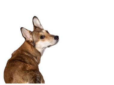 Beyaz arka planda izole edilmiş sevimli kahverengi köpek. Onun güzel gözleri ve büyük çıkıntılı kulakları var. Köpek döndü ve sana sorgulayarak baktı..