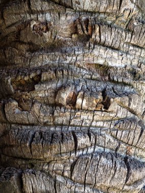 Eski bir palmiye ağacının iğrenç kabuk dokusu. Bir hurma ağacının gövdesindeki çatlaklar ve çıkıntılar yüzünden..