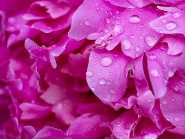 Peony petals with drops of water. Peony close-up. Bright pink floral background.