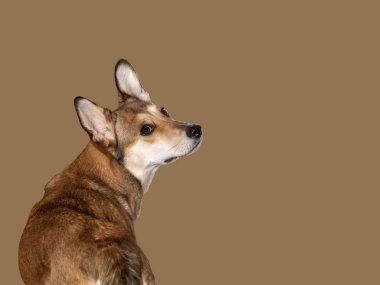 Güzel kahverengi bir köpek arkasını döndü ve akıllı gözlerle sana baktı. Köpek bej bir arkaplanda izole edilmiş..