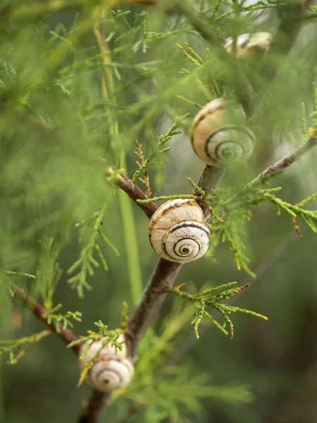 Three spiral shells of land snails are located along the branch of the plant. Background with snails.