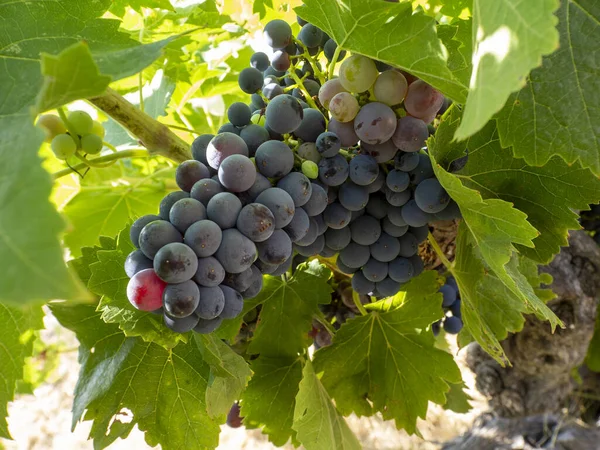 Vigne Avec Bouquet Raisins Noirs Feuilles Les Rayons Soleil Passent — Photo