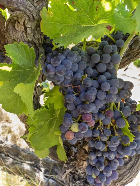 Pionowe Tło Ciemnymi Dojrzałymi Winogronami Grona Winogron Zielonych Liści Rosną — Zdjęcie stockowe