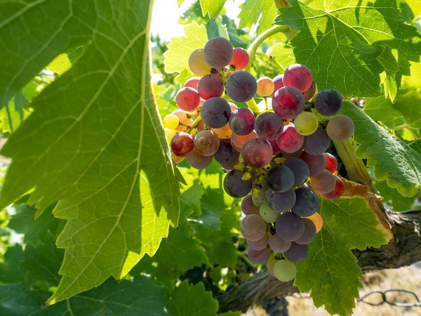 Uvas Vermelhas Folhas Verdes Brilham Através Sol Brilhante Fundo Verão — Fotografia de Stock