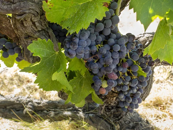 Вся Виноградная Лоза Покрыта Гроздьями Спелого Винограда Листьев Яркий Летний — стоковое фото