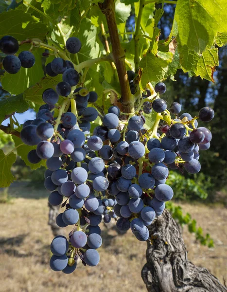 Des Grappes Raisins Bleu Foncé Sont Accrochées Une Vieille Vigne — Photo