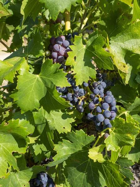 一束成熟的葡萄藏在绿叶后面 Grapevine Vertical Background — 图库照片