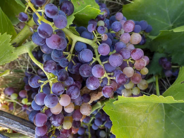葡萄藤上有一串葡萄 五彩缤纷的夏天背景和葡萄果 — 图库照片