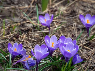 İlk ilkbahar timsahları grubu resmin alt köşesinde yer almaktadır. Crocus 'lu parlak çiçek arkaplanı.