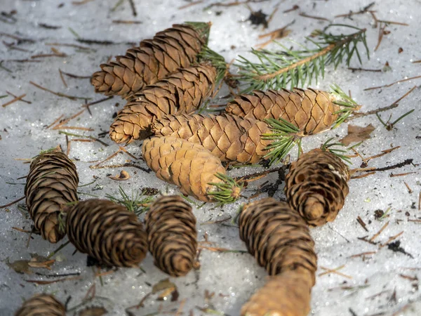 Fir cones on melted spring snow lie nearby and make up a peculiar pattern. Spring natural background with fir cones.