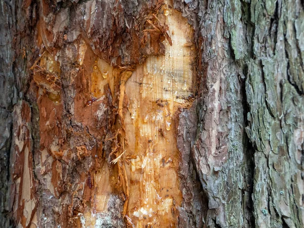 Textura Superfície Pinheiro Casca Árvore Está Parcialmente Desaparecida Gotas Resina — Fotografia de Stock
