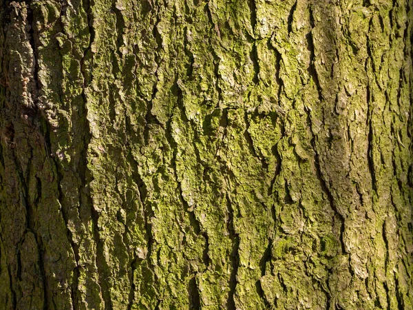 Latido Pinheiro Velho Ficou Verde Textura Casca Árvore Nervurada Fundo — Fotografia de Stock