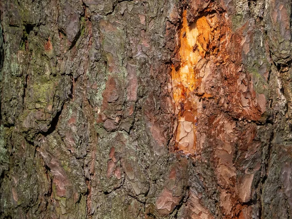 Textuur Van Schors Van Een Oude Dennenboom Zeer Ongelijk Bestaat — Stockfoto