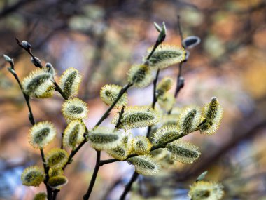 İnce dallarda söğüt ağacının yumuşak çiçekleri. Neşeli, güneşli, bahar arkaplanı söğüt çiçekleri.